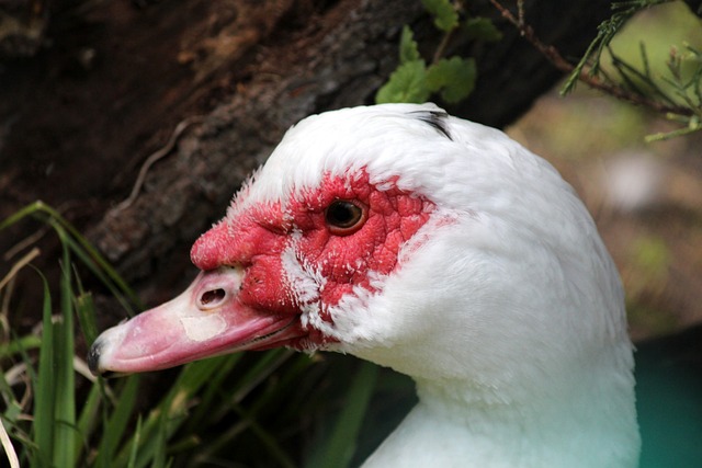 还有整个葡 还有整个葡